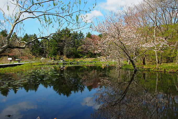 箱根湿生花園